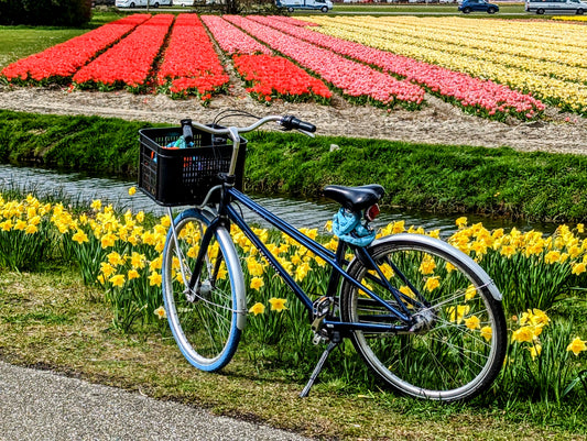 Top 5 Tips for Experiencing Tulip Season in the Netherlands in 2024